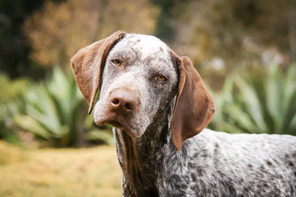 美丽的导盲犬的肖像 — 图库照片