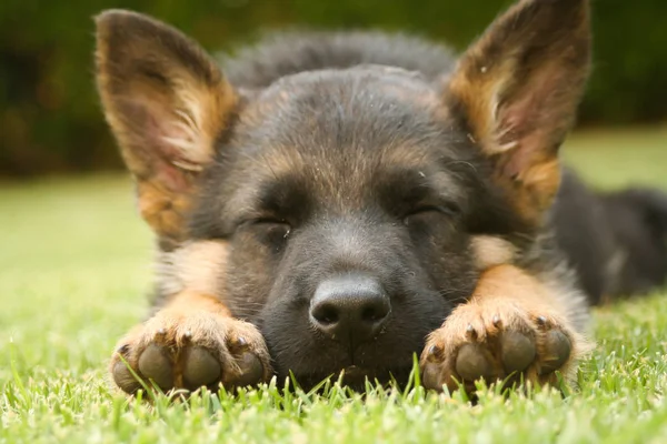 Sıcak bir yaz gününde uyuyan Alman çoban köpeği.