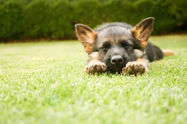 德国牧羊犬幼犬放松在温暖的夏日 — 图库照片