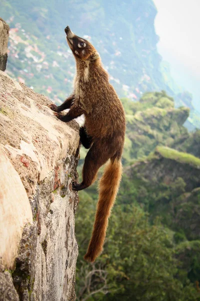 Tepoztlan Morelos Meksika 'da bir piramide tırmanan beyaz burunlu koati