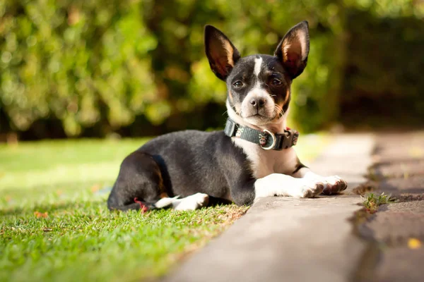 Güzel Chihuahua köpeği kamerayı izliyor.