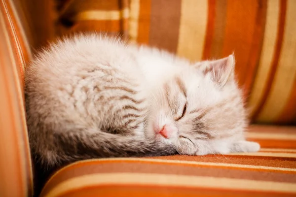 Adorable and beautiful little white kitty cat sleeping