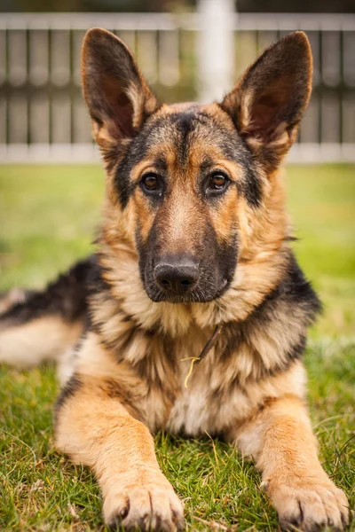 Beautiful German Shepherd Dog Portrait — Stock Photo, Image