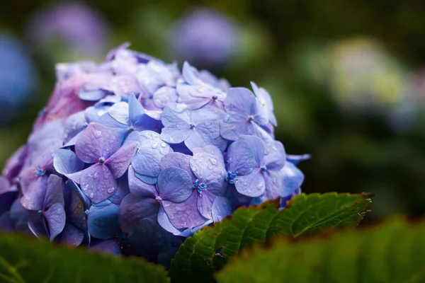 Viele Lila Hortensienblüten Die Garten Wachsen Blumiger Hintergrund — Stockfoto