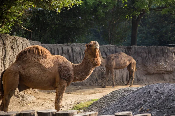 Cammello Città Del Messico Zoo — Foto Stock