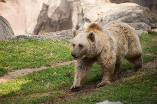 Brązowy Niedźwiedź Mexico City Zoo — Zdjęcie stockowe