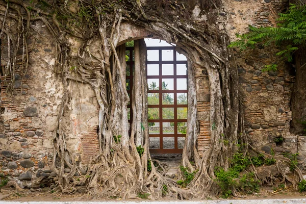 Hernan Cortes harabeleri, La Antigua, Veracruz, Meksika 'daki dev ağaç kökleri..