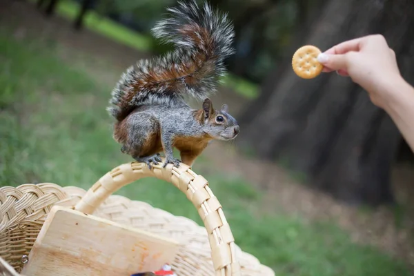 Feeding Squirrel Park — Stock Photo, Image