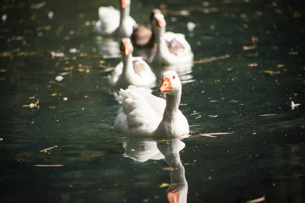 Weiße Ente Schwimmt Einem Teich Oder See — Stockfoto