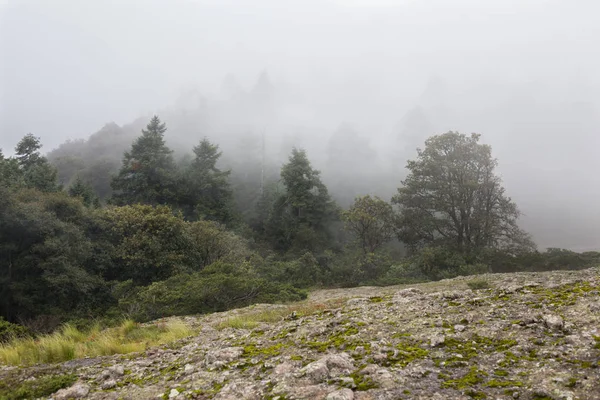 Ormanlı Dağ Yamacında Alçak Yerde Bulut Var Her Zaman Yeşil — Stok fotoğraf