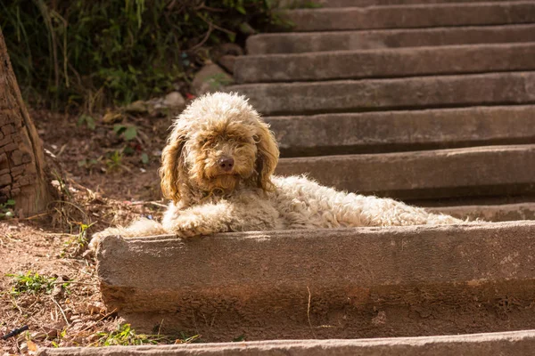 The stray dog resting on street stairs.