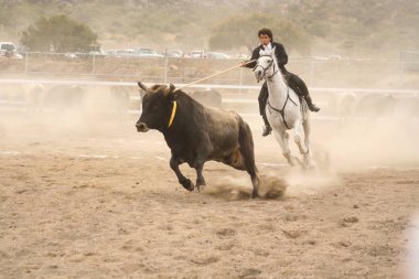 Quertaro, Meksika, 23 Aralık. 2006: Rejoneo, queretaro ilçe fuarında boğa buzağısıyla.
