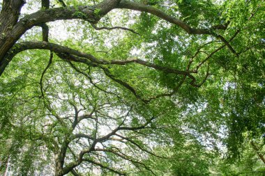 Güneşli bir parkta büyük yeşil ağacının gövde.