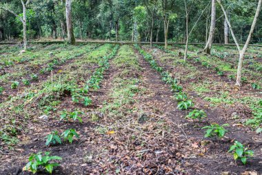Coatepec Veracruz Meksika 'nın dağlık kesimlerinde yeni kahve tarlaları.