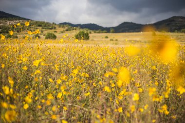 Alan sarı çiçek ve dağlar.