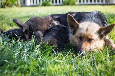 Anne sütüyle yeni doğmuş Alman çoban.