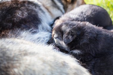 Anne sütüyle yeni doğmuş Alman çoban.