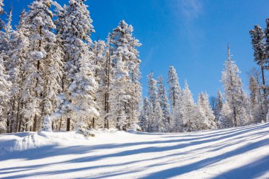New Mexico 'daki Melek Ateşi dağlarındaki kayak pistine bakın..