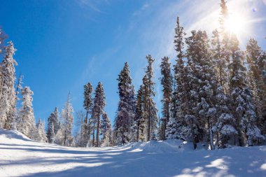 New Mexico 'daki Melek Ateşi dağlarındaki kayak pistine bakın..