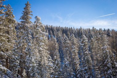 Güneş ışığı ve donmuş ağaçlar Kış mavi kuş gününde.