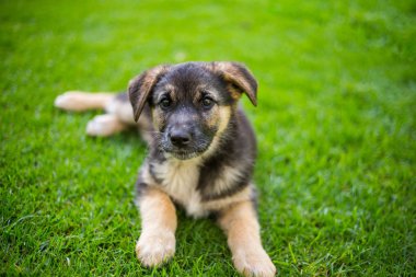 Alman çoban köpeği Alman bahçede..