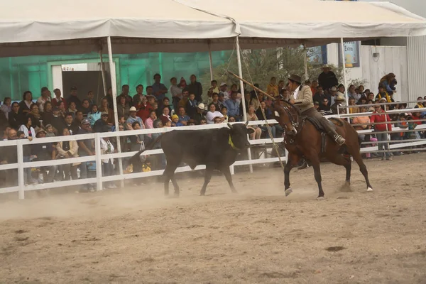 Квертаро Мексика December 2006 Rejoneo Ярмарку Округу Queretaro Биковим Телятком — стокове фото