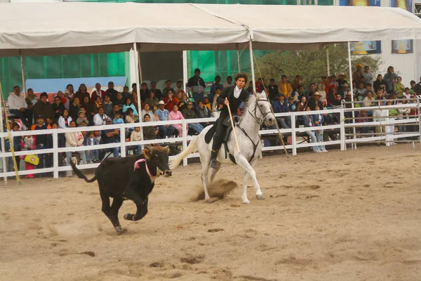 Quertaro Mexico December 2006 Rejoneo Queretaro County Fair Bull Calf — Stock Photo, Image