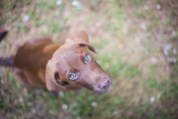 Bovenaanzicht Van Een Schattig Chocolade Labrador Retriever Kijken Naar Camera — Stockfoto