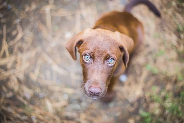 一个可爱的巧克力拉布拉多猎犬看着相机的顶部视图 — 图库照片