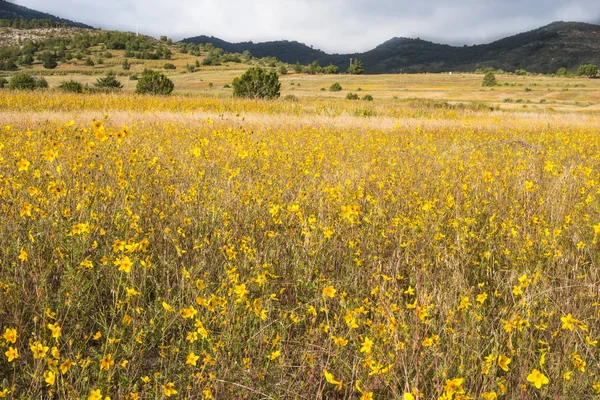 Champ Fleurs Jaunes Montagnes — Photo