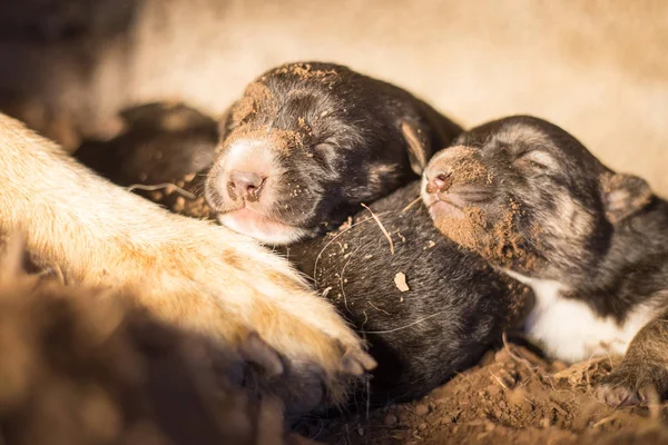 Bir Vahşi Mağara Deliğe Yeni Doğmuş Alman Çoban — Stok fotoğraf