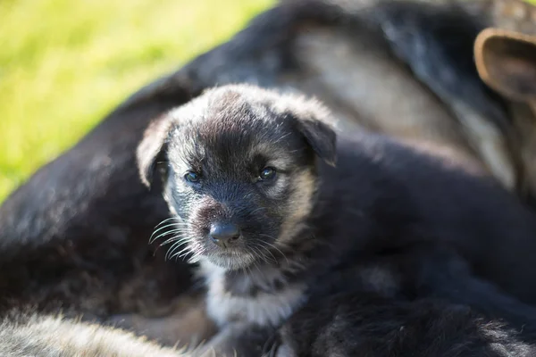 Pasgeboren Duitse Herder Een Wild Grot Gat — Stockfoto