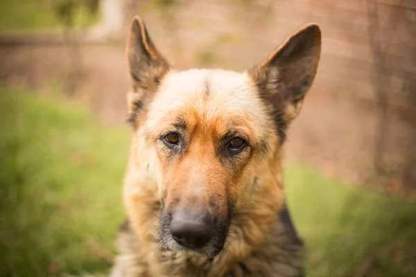 Hondenras Duitse Herder Aard — Stockfoto