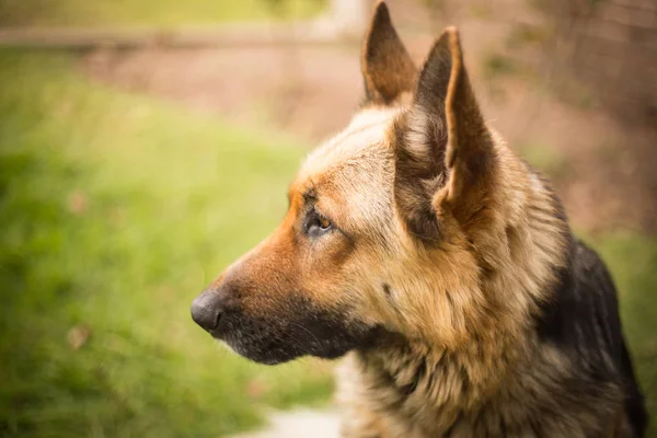 Hondenras Duitse Herder Aard — Stockfoto