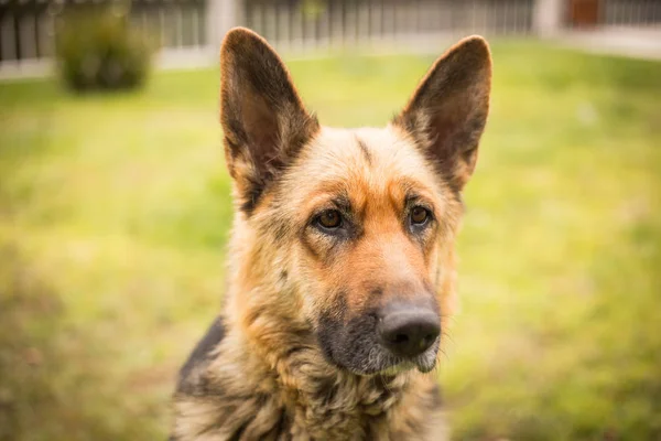 Hondenras Duitse Herder Aard — Stockfoto