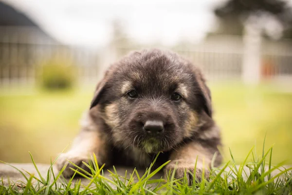 Newborn Puppies German Shepherd Garden — Stock Photo, Image
