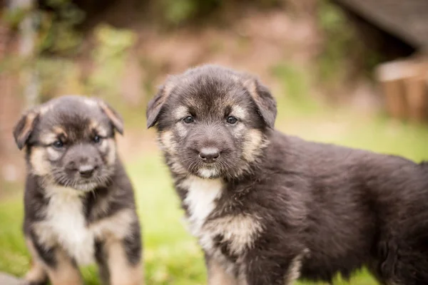 Newborn Puppies German Shepherd Garden — Stock Photo, Image