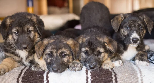 Litter German Shepherd Hybrid Mix Puppies Playing Bed — Stok Foto