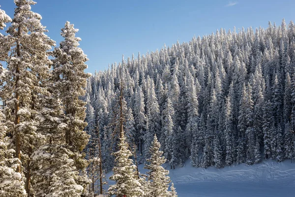 겨울푸른 과얼어 나무들 — 스톡 사진