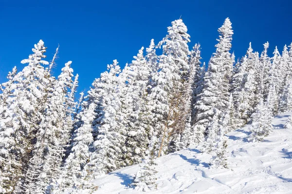 겨울푸른 과얼어 나무들 — 스톡 사진