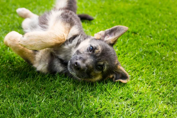 Schäferhund Welpe Deutsch Garten — Stockfoto