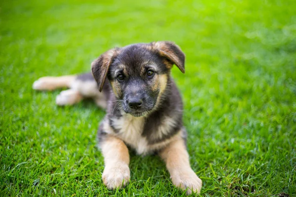 德国牧羊犬德国佬在花园里 — 图库照片