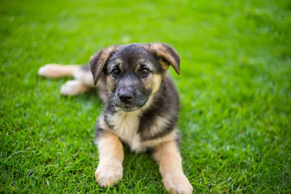 German Shepherd Puppy German Garden — Stock Photo, Image