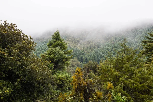 Morning Forest Ladscape Mist Fog Haze — Stock Photo, Image