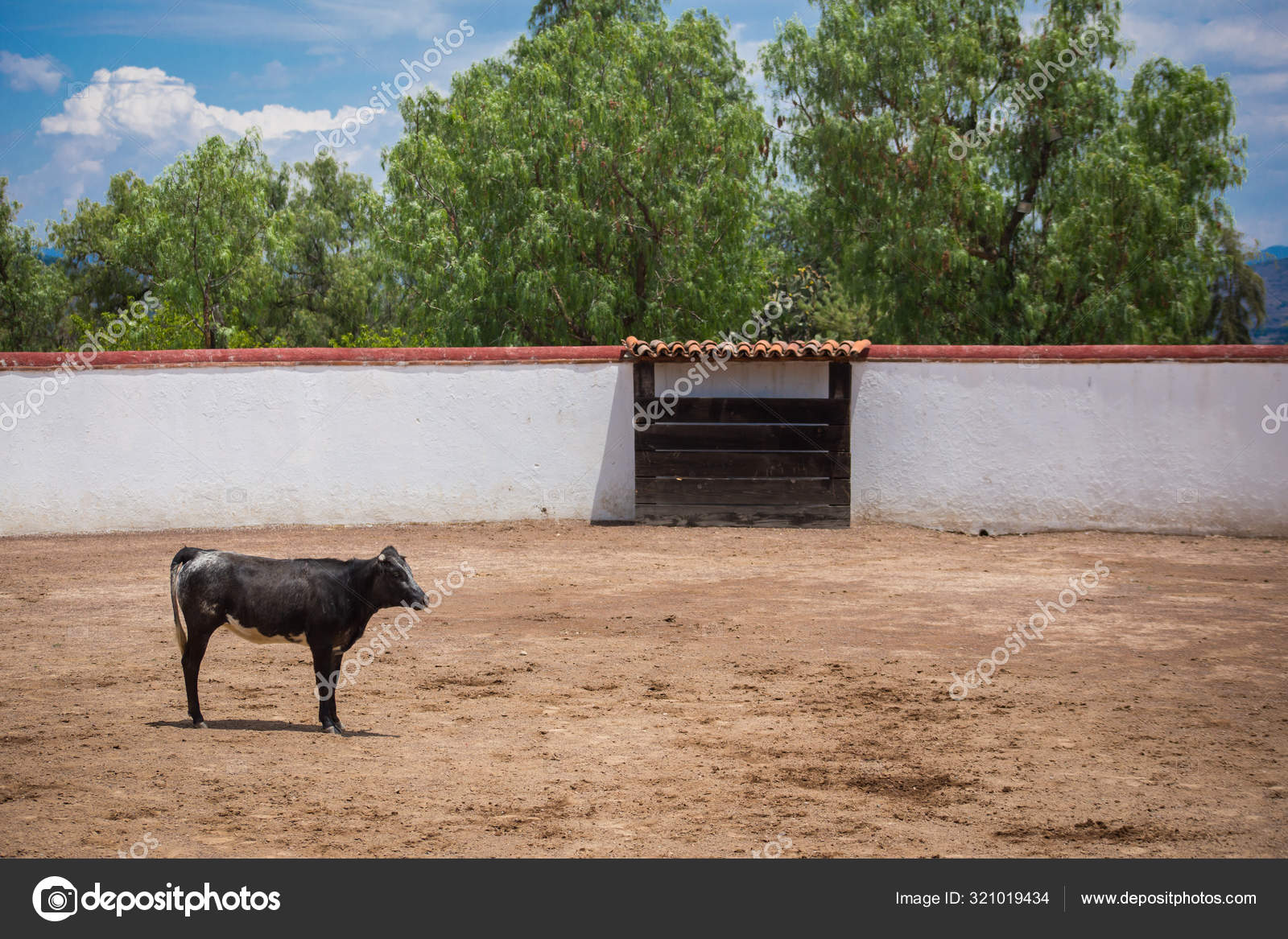 Spanish mexican bullfighter testing calf in a cattle raising ran Stock