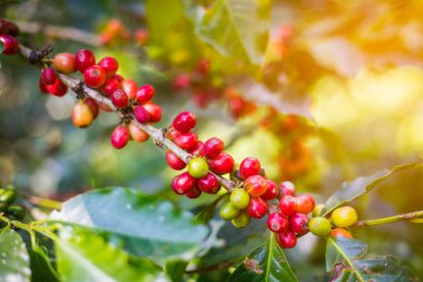 Ağaçtaki çiğ kahve çekirdekleri