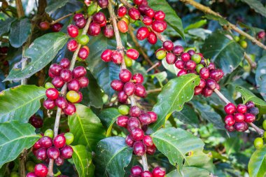 Ağaçtaki çiğ kahve çekirdekleri