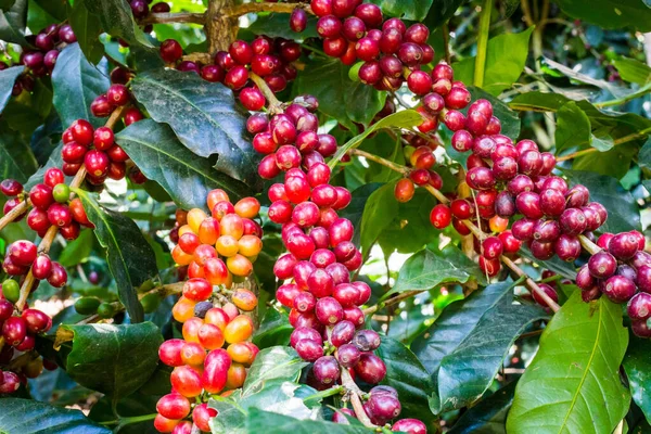 Granos de café crudos en los árboles —  Fotos de Stock
