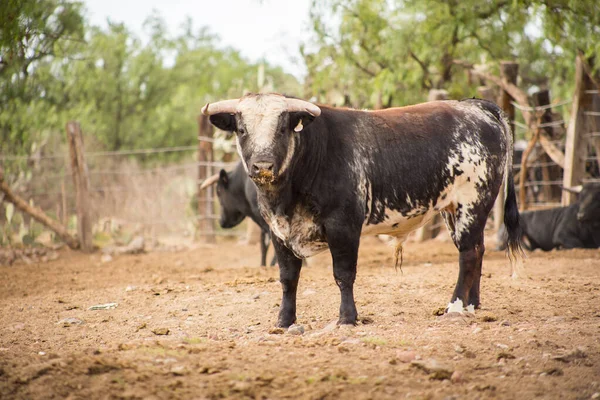 Быки на ранчо по разведению скота в Мексике — стоковое фото