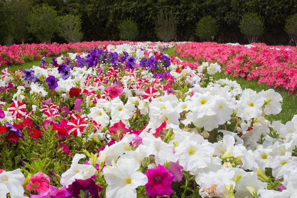 Field carpet of beautiful flowers — Stock Photo, Image